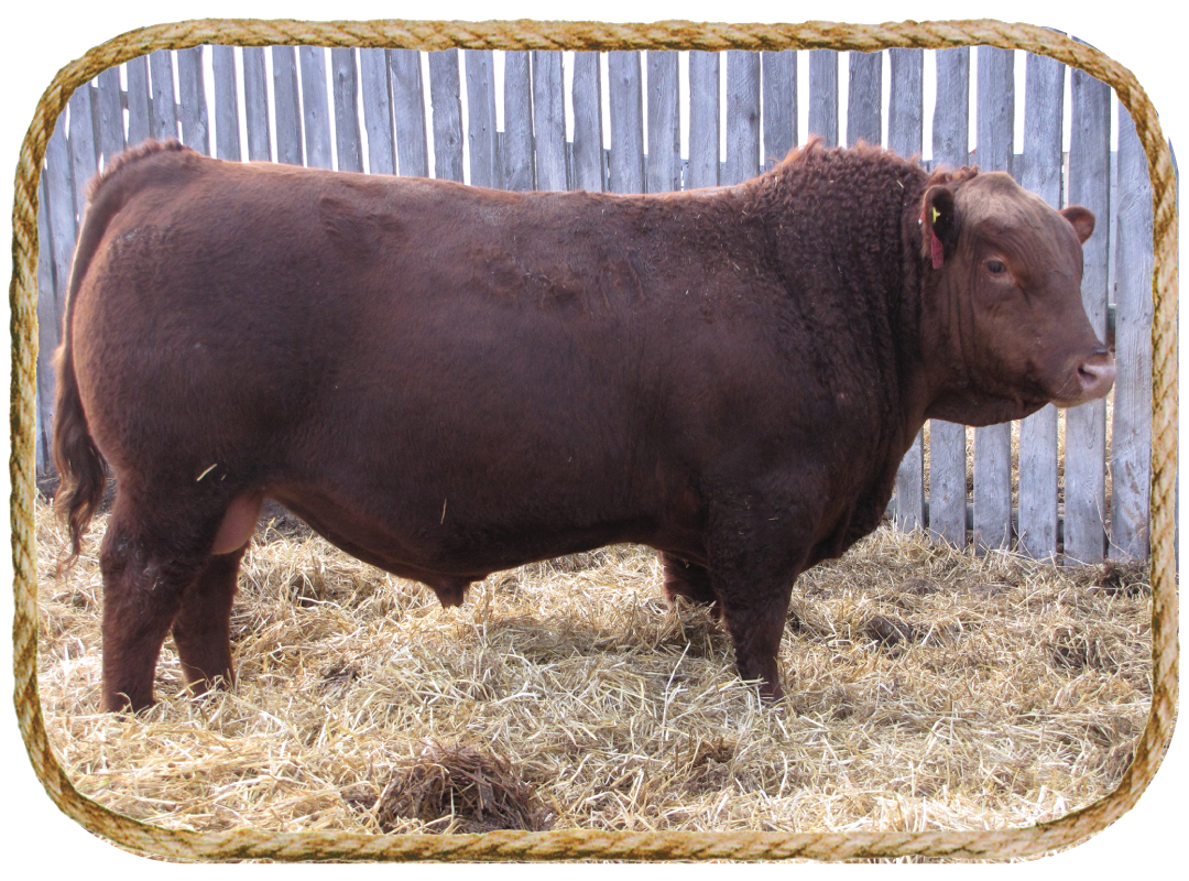 Red-Angus Red-Angus