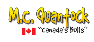M.C. Quantock "Canada's Bulls"